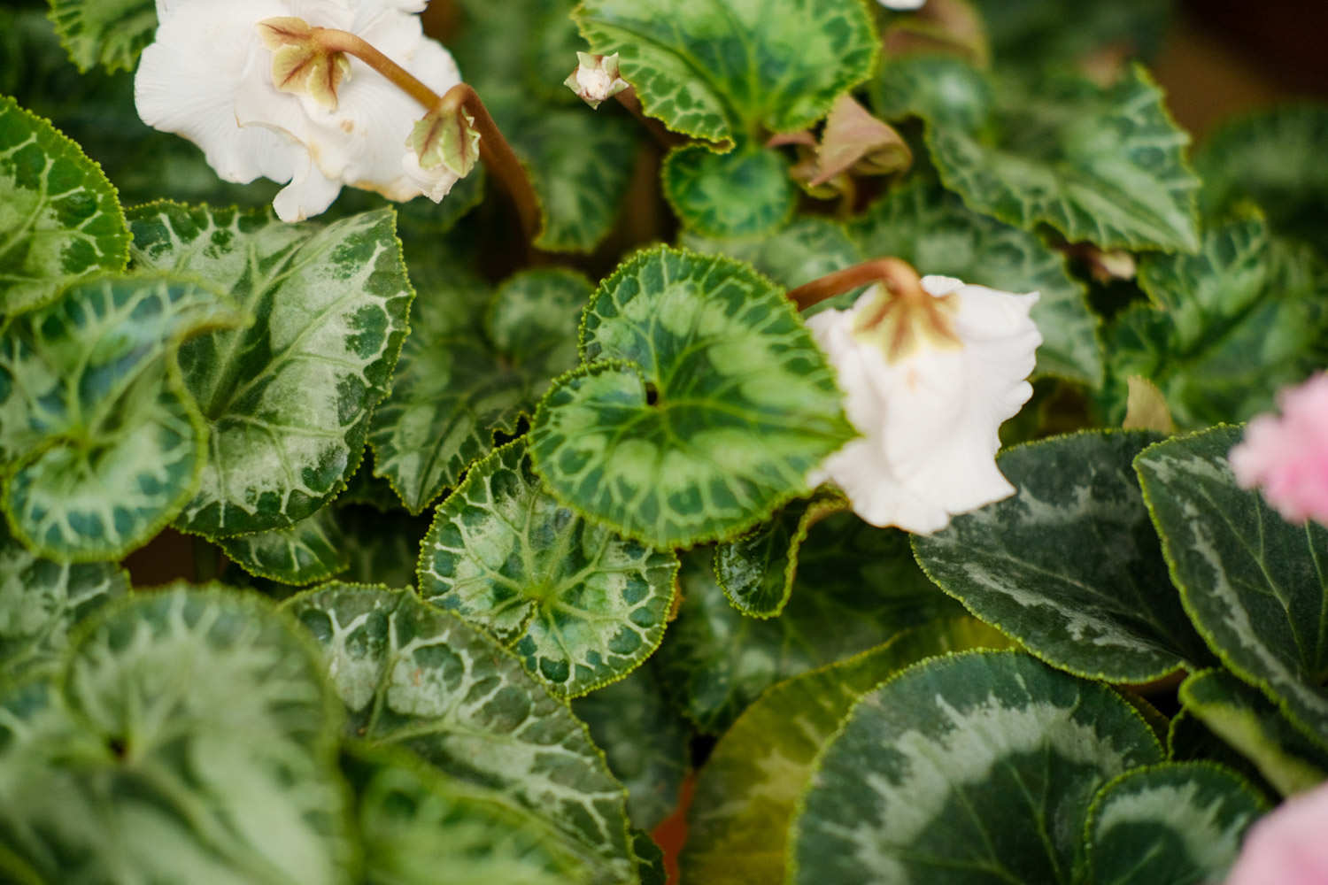 儿时记忆仙客来