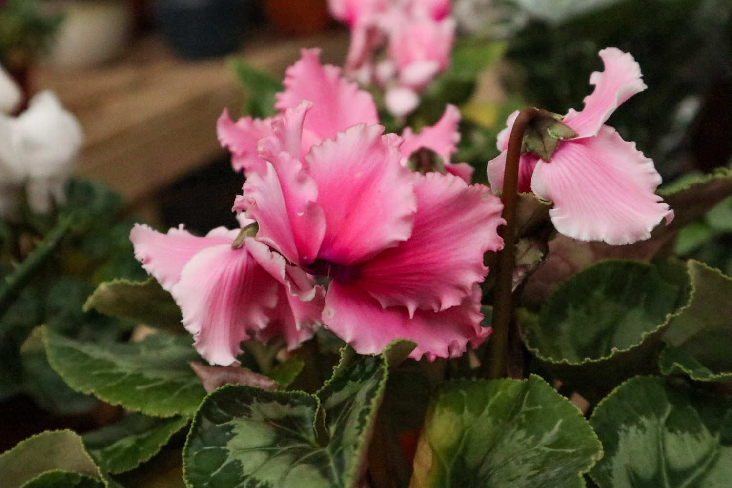 最是人间好颜色