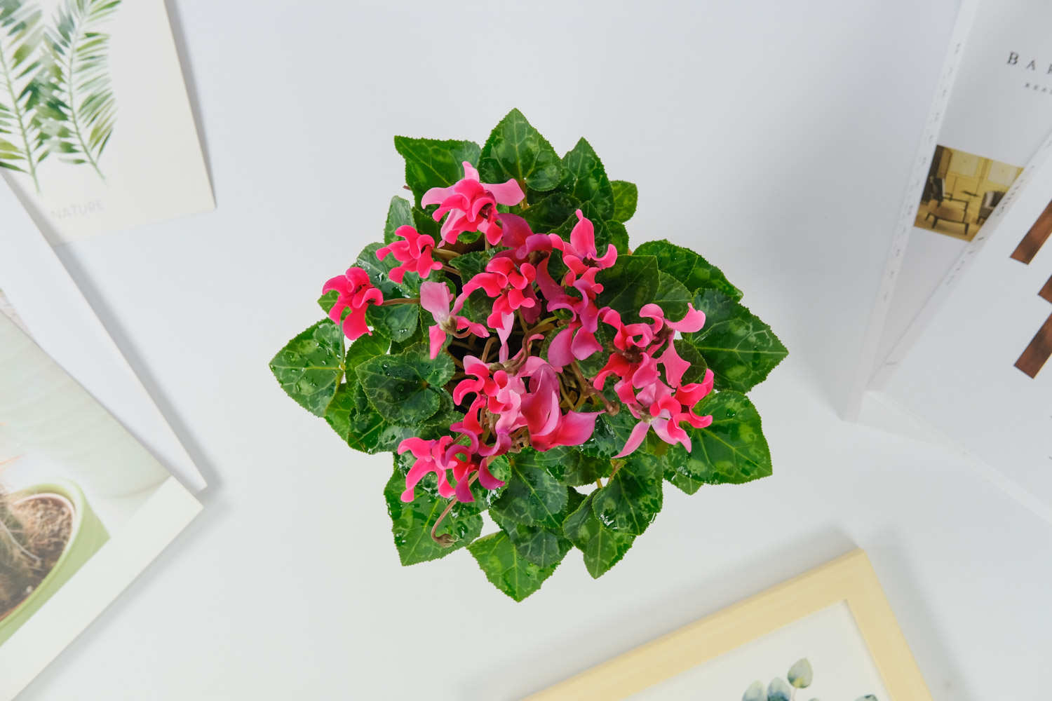 兔耳樱唇仙客来