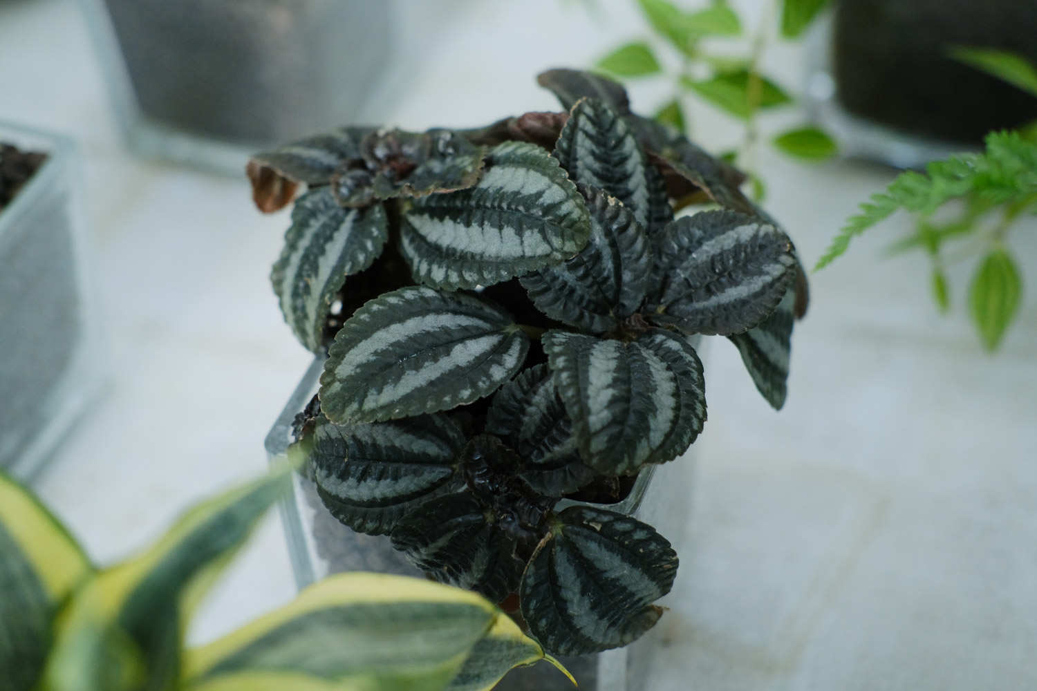 皱叶冷水花图片