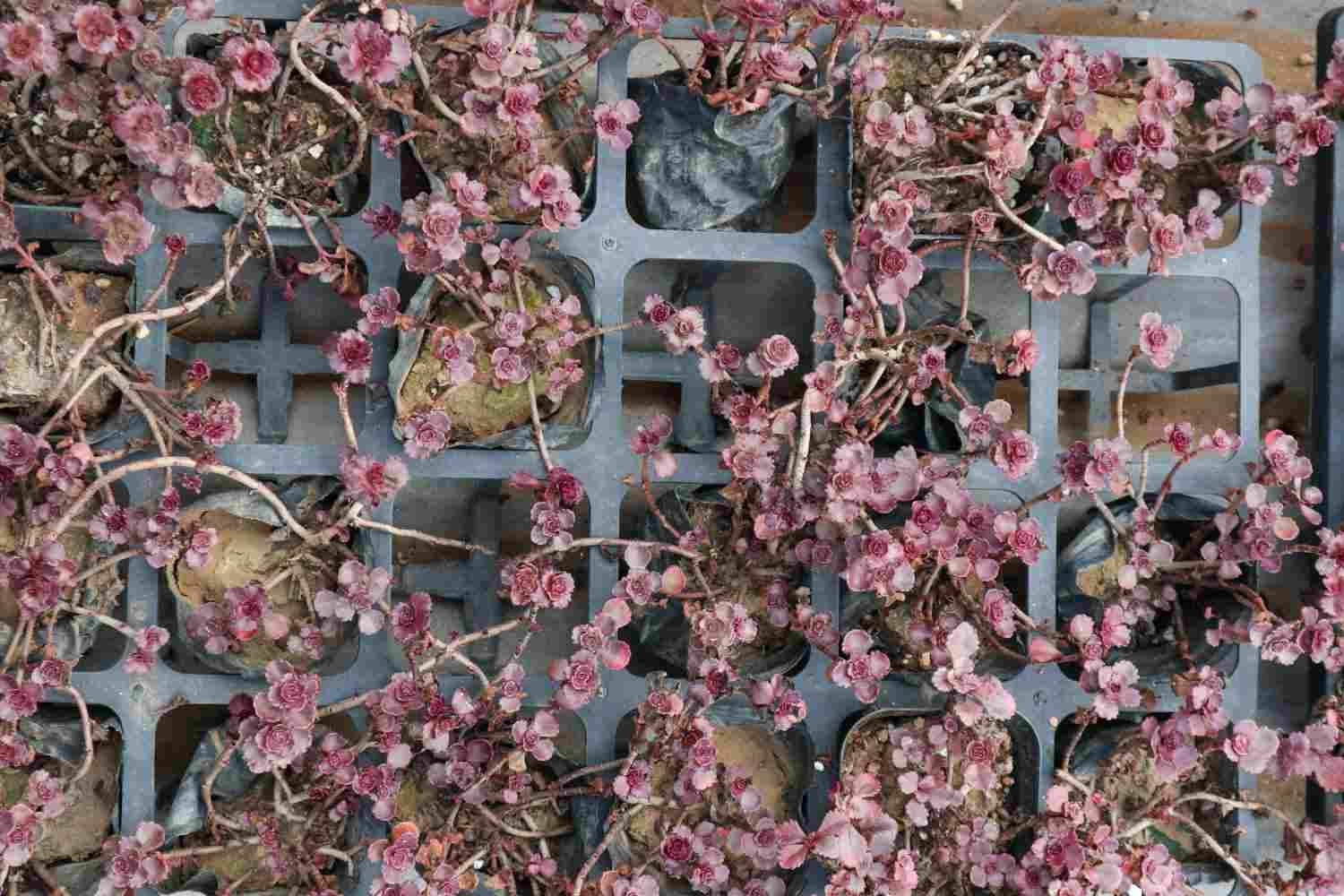 小球玫瑰美图欣赏