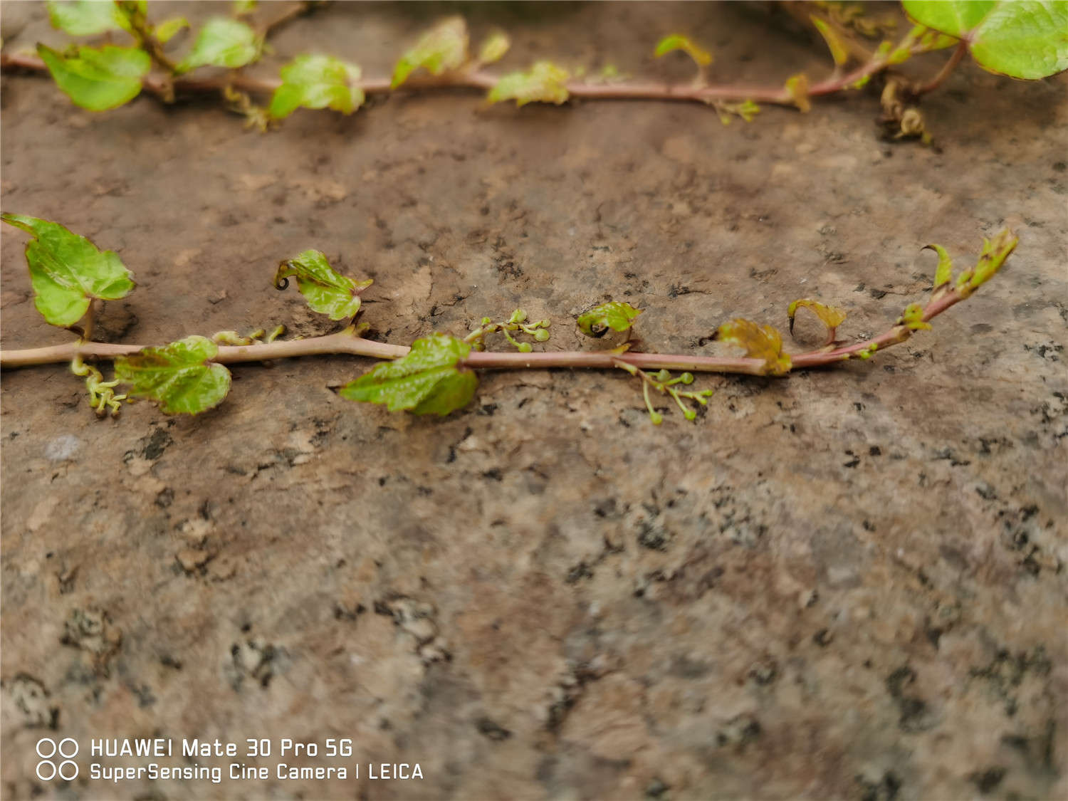 漫漫向上之路，爬山虎