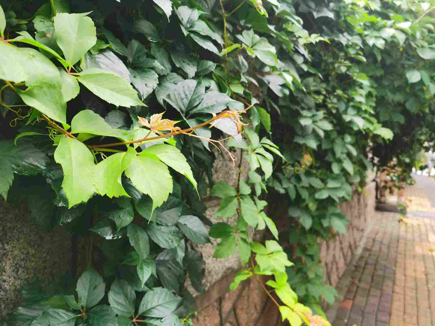 爬山虎图片欣赏