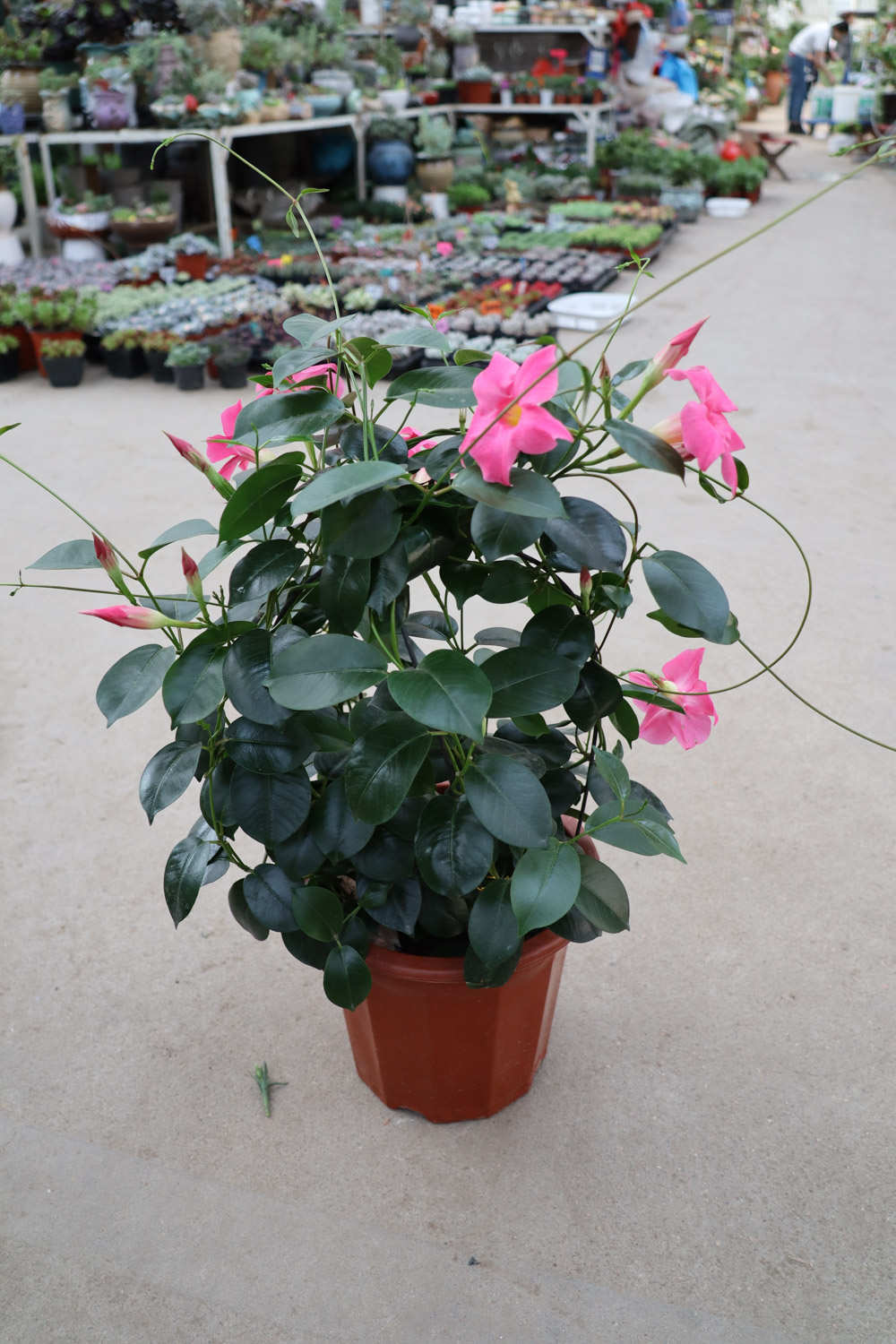 花香萦绕——飘香藤