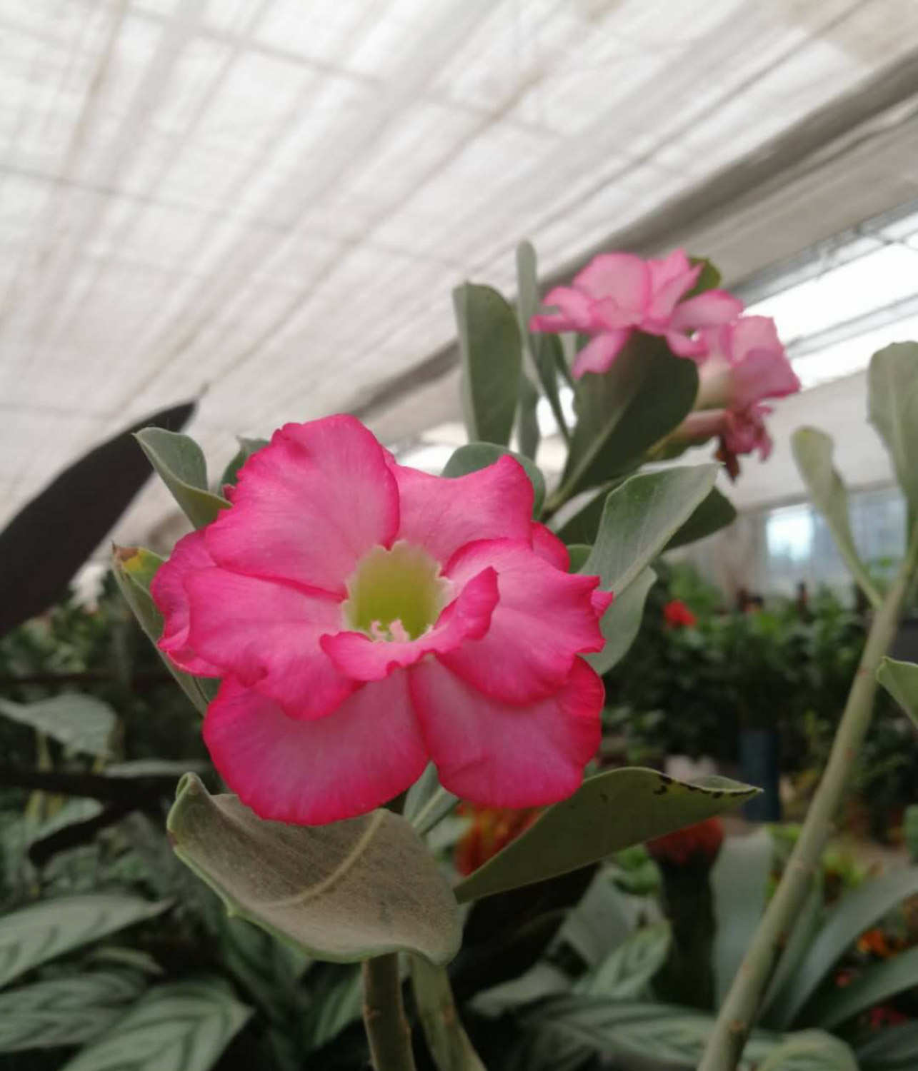 飘香藤美图欣赏