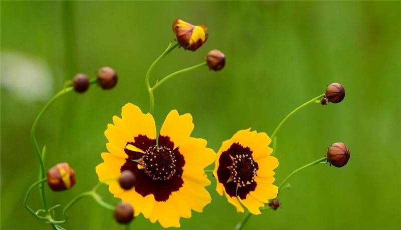 被风吹过的双色金鸡菊