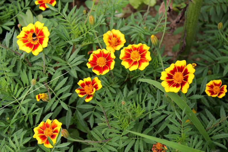 野外的双色金鸡菊