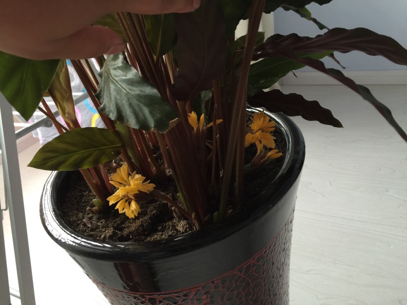 双色世界——紫背竹芋