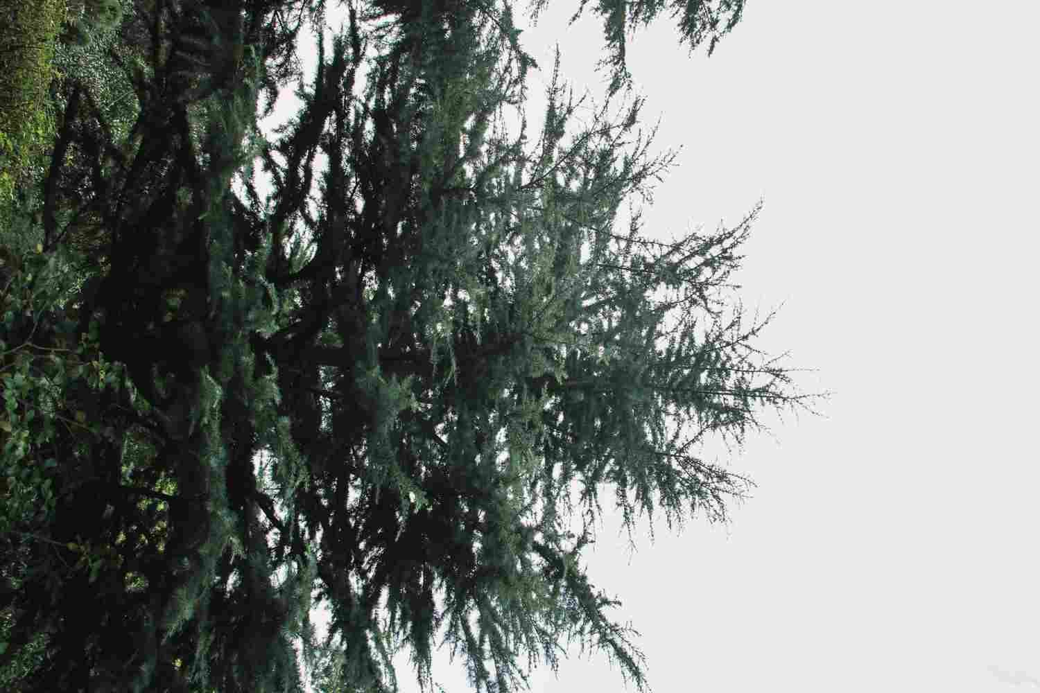 不屈不挠的雪松盆景