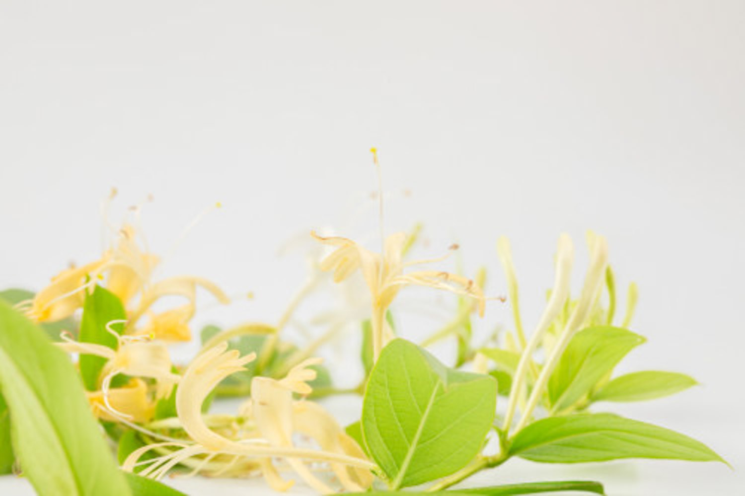 金银花盆景美图