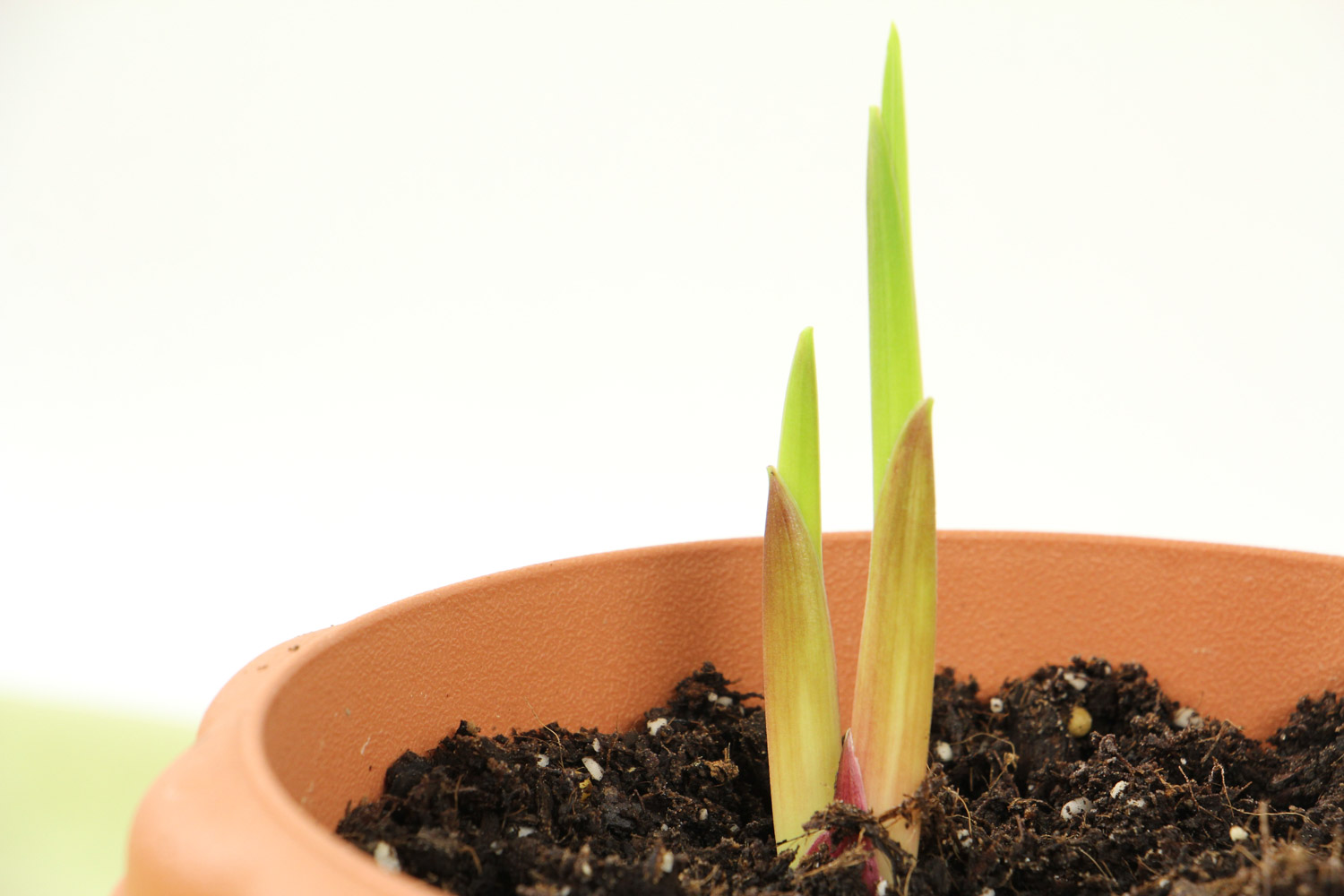 绽放着的甘德唐菖蒲