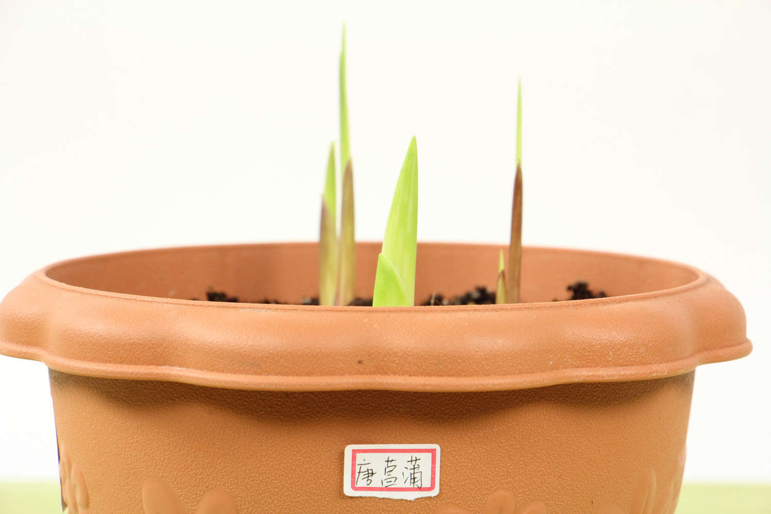 绽放着的甘德唐菖蒲