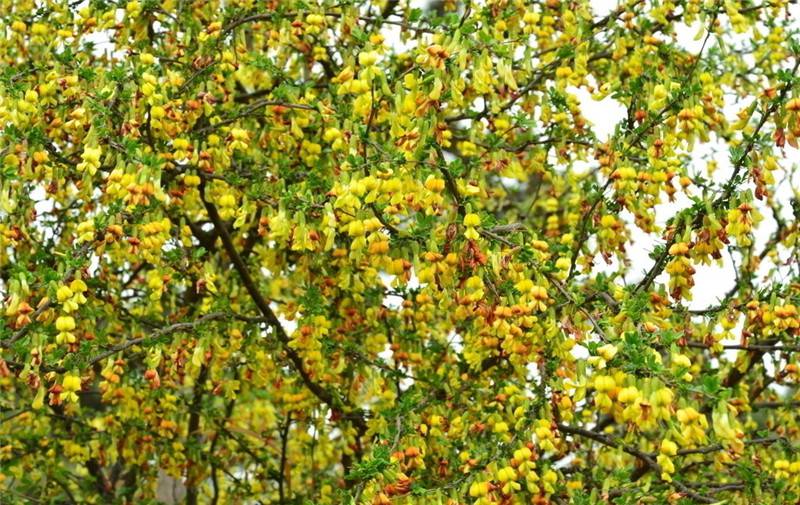 锦鸡儿图片欣赏