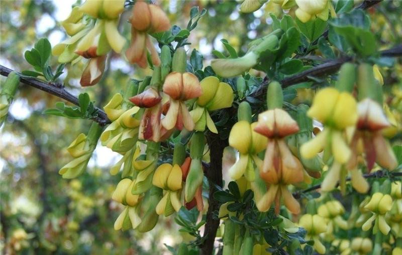 锦鸡儿美图欣赏