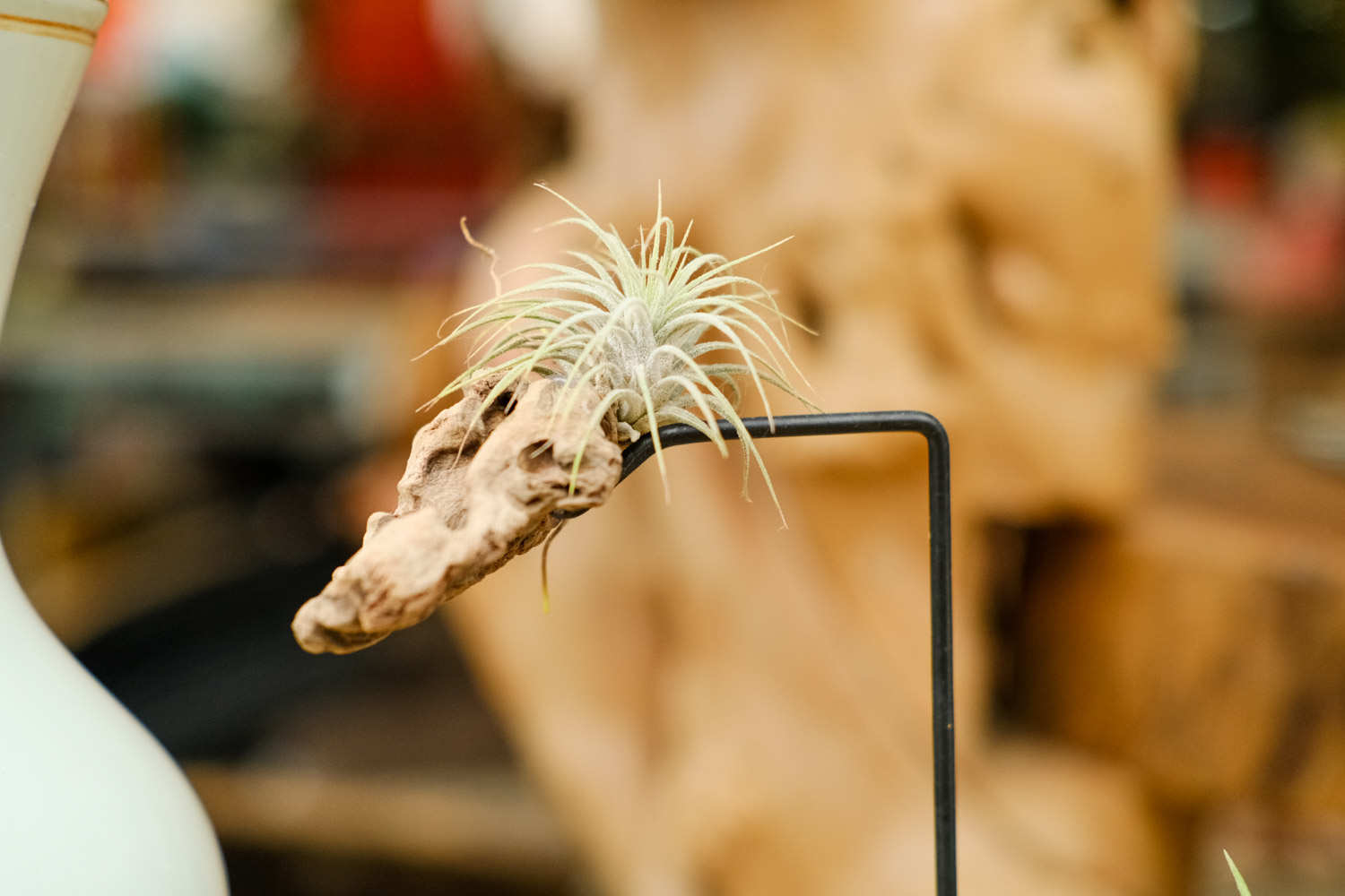 不需要土壤的植物——空气凤梨盆景