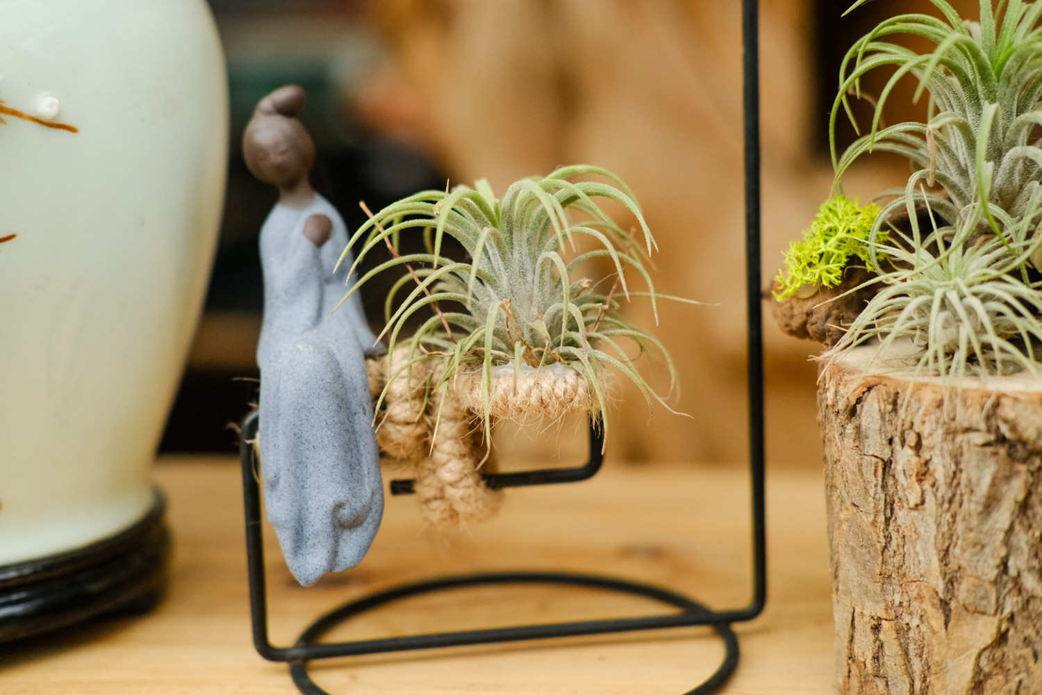 空气凤梨盆景图片