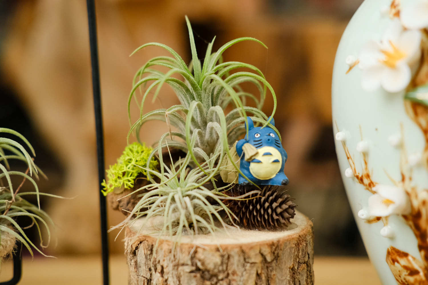 空气凤梨盆景的图片