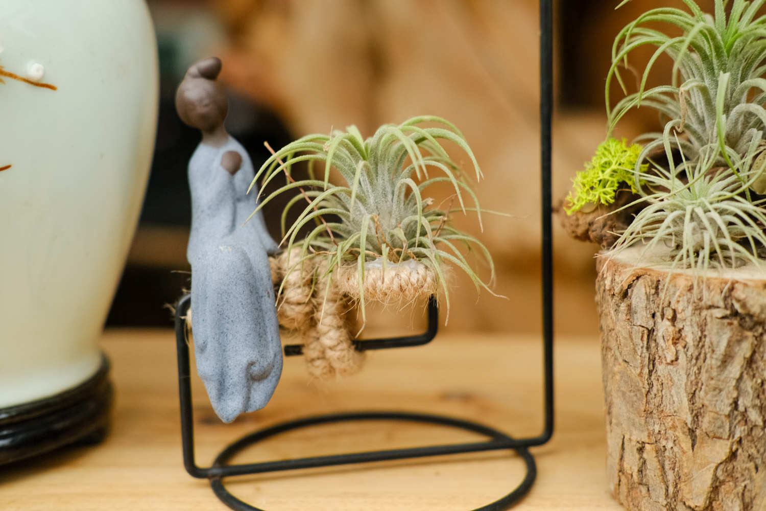 空气凤梨盆景美图