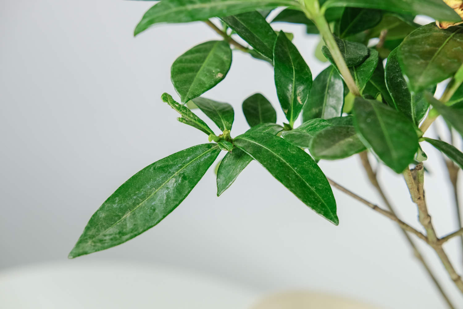 栀子花开，如此可爱——栀子花盆景