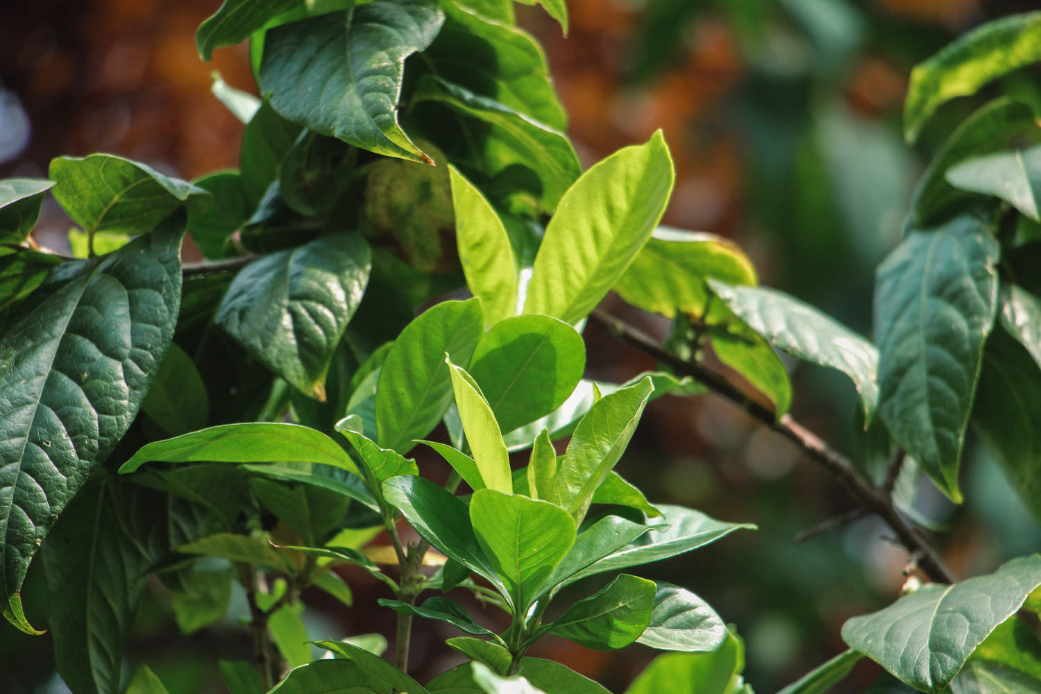 栀子花盆景图片