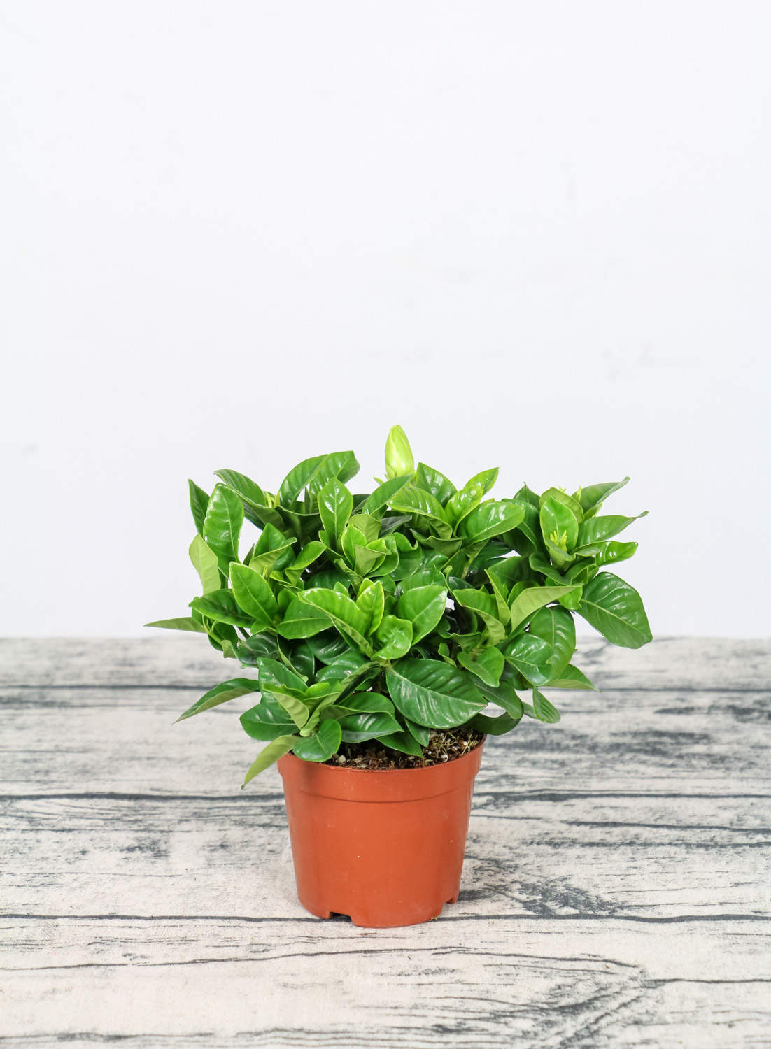 栀子花盆景的图片