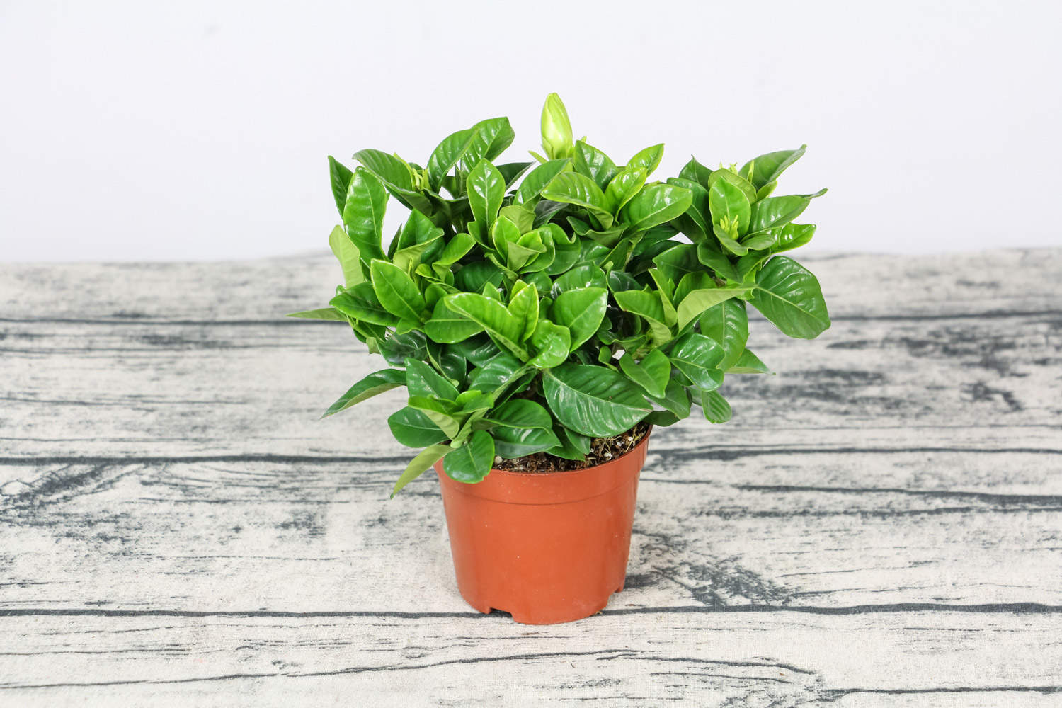 栀子花盆景美图