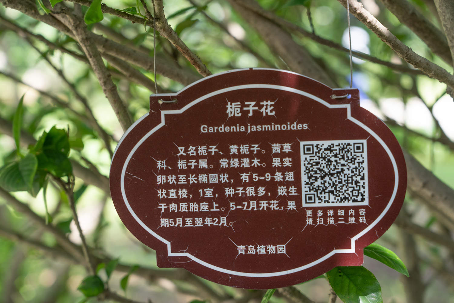 栀子花盆景的美图