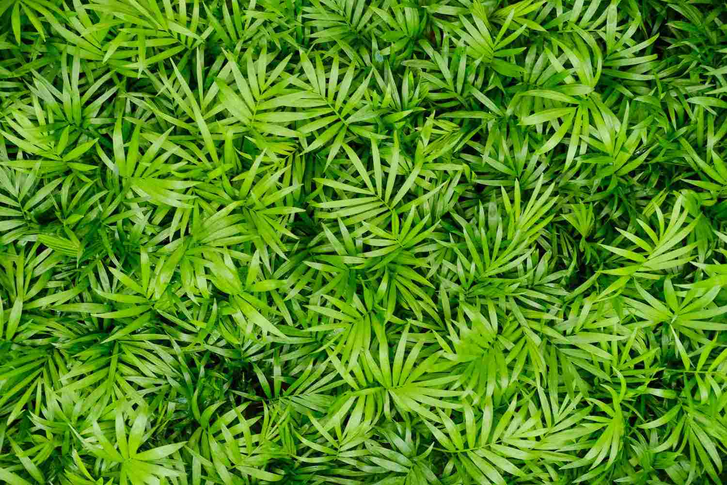 袖珍椰子的叶片