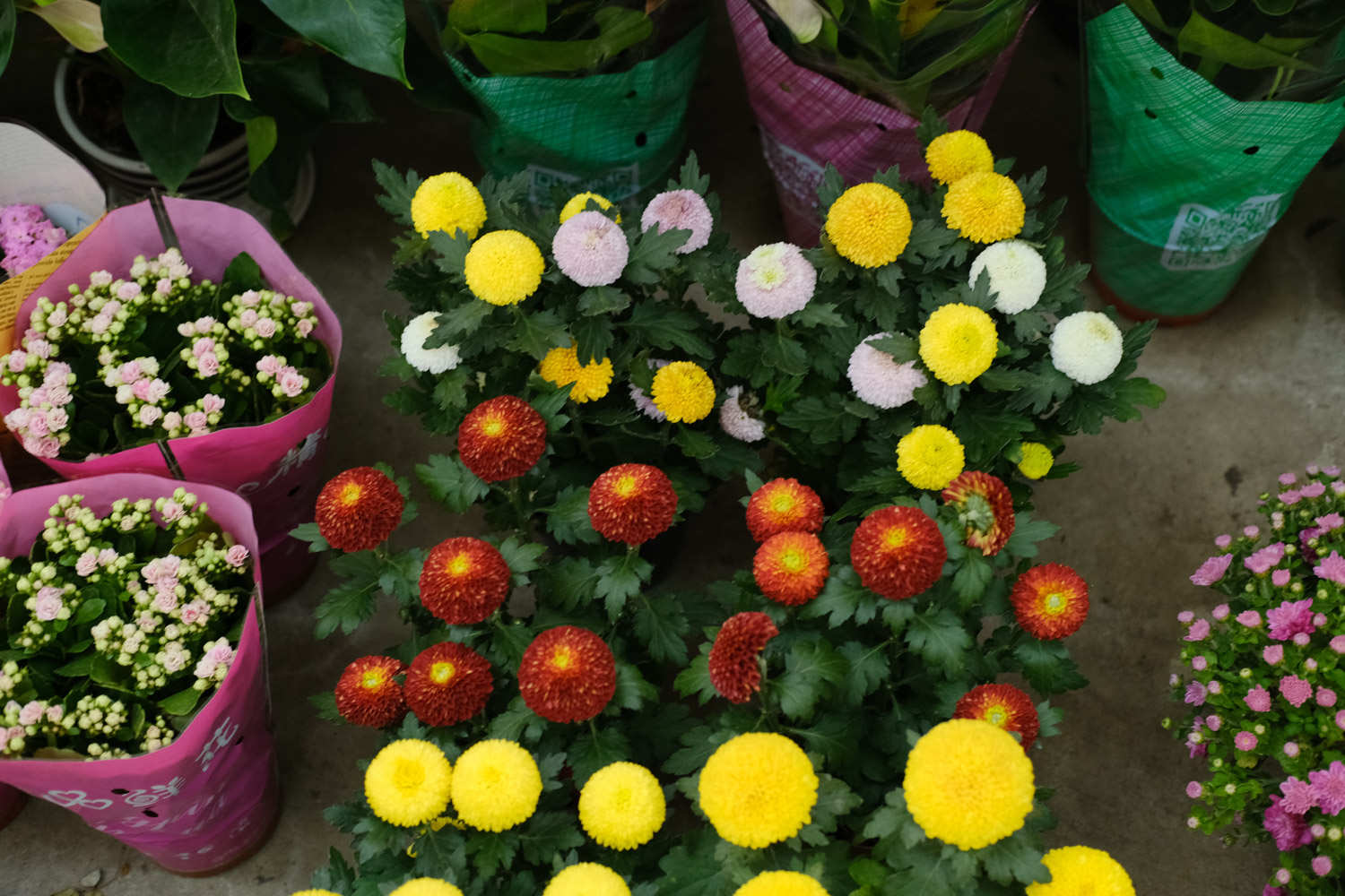 圆滚滚的乒乓菊