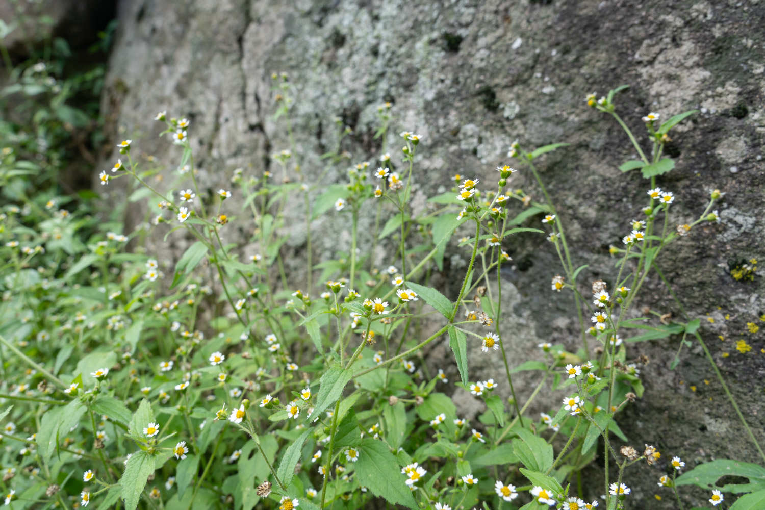 小小的花朵大大的能量——牛膝菊