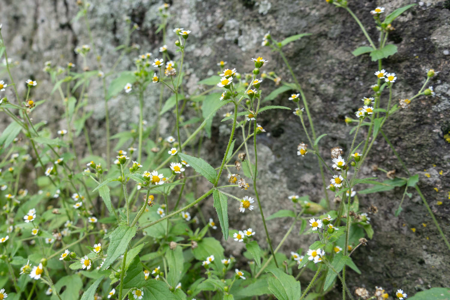 缩小版向日葵——牛膝菊