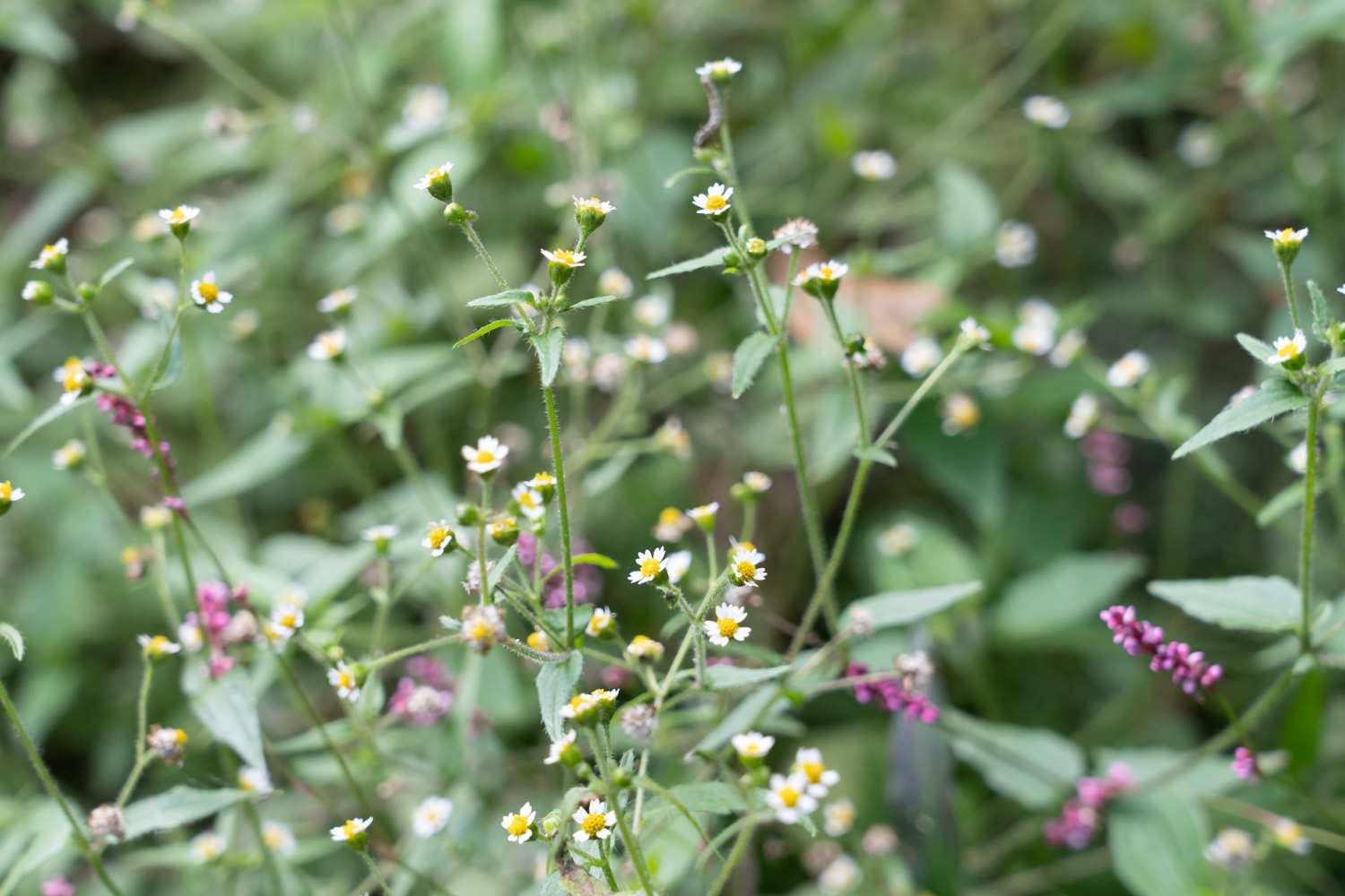 杂草从中的牛膝菊