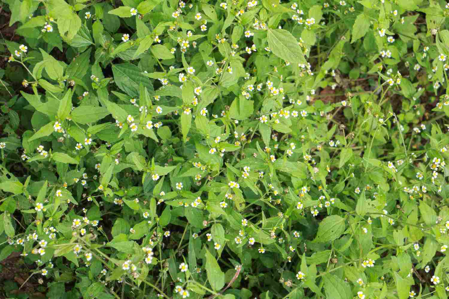 叶子长成了牛魔王的牛膝菊