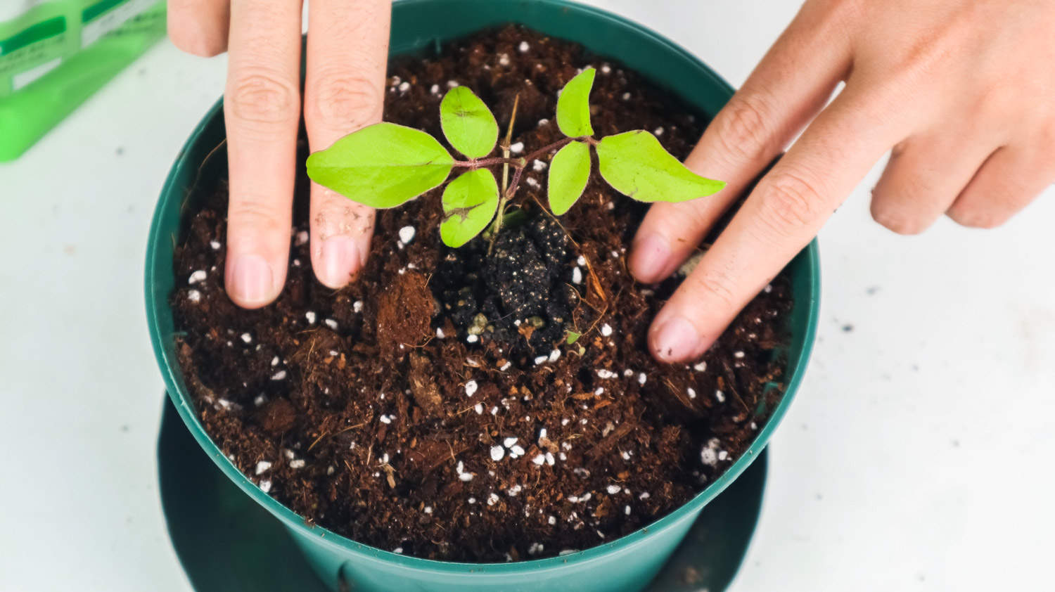 铁线莲美图欣赏