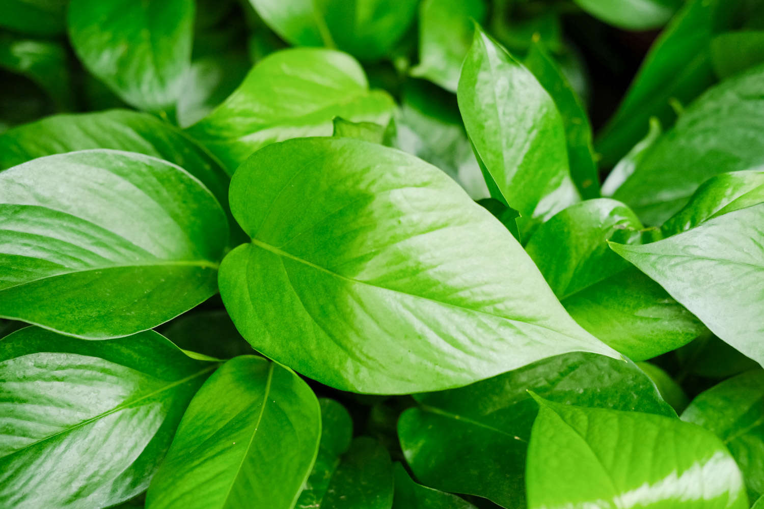 绿萝盆景的图片