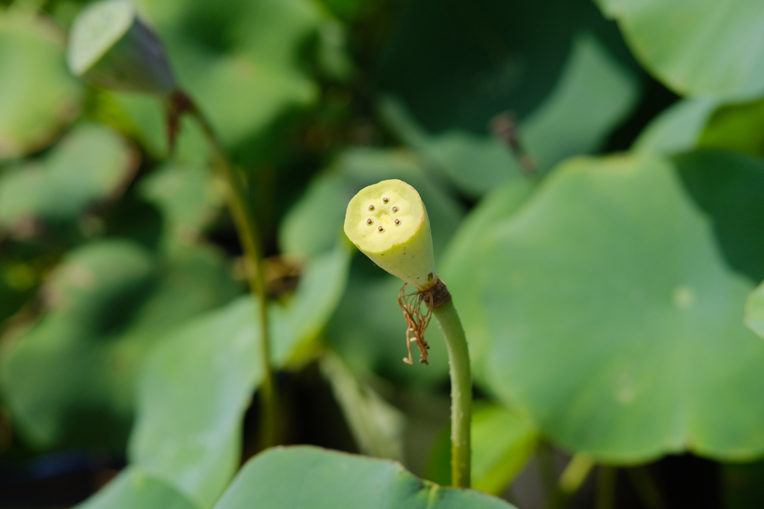 黄色的荷花——暖意春融