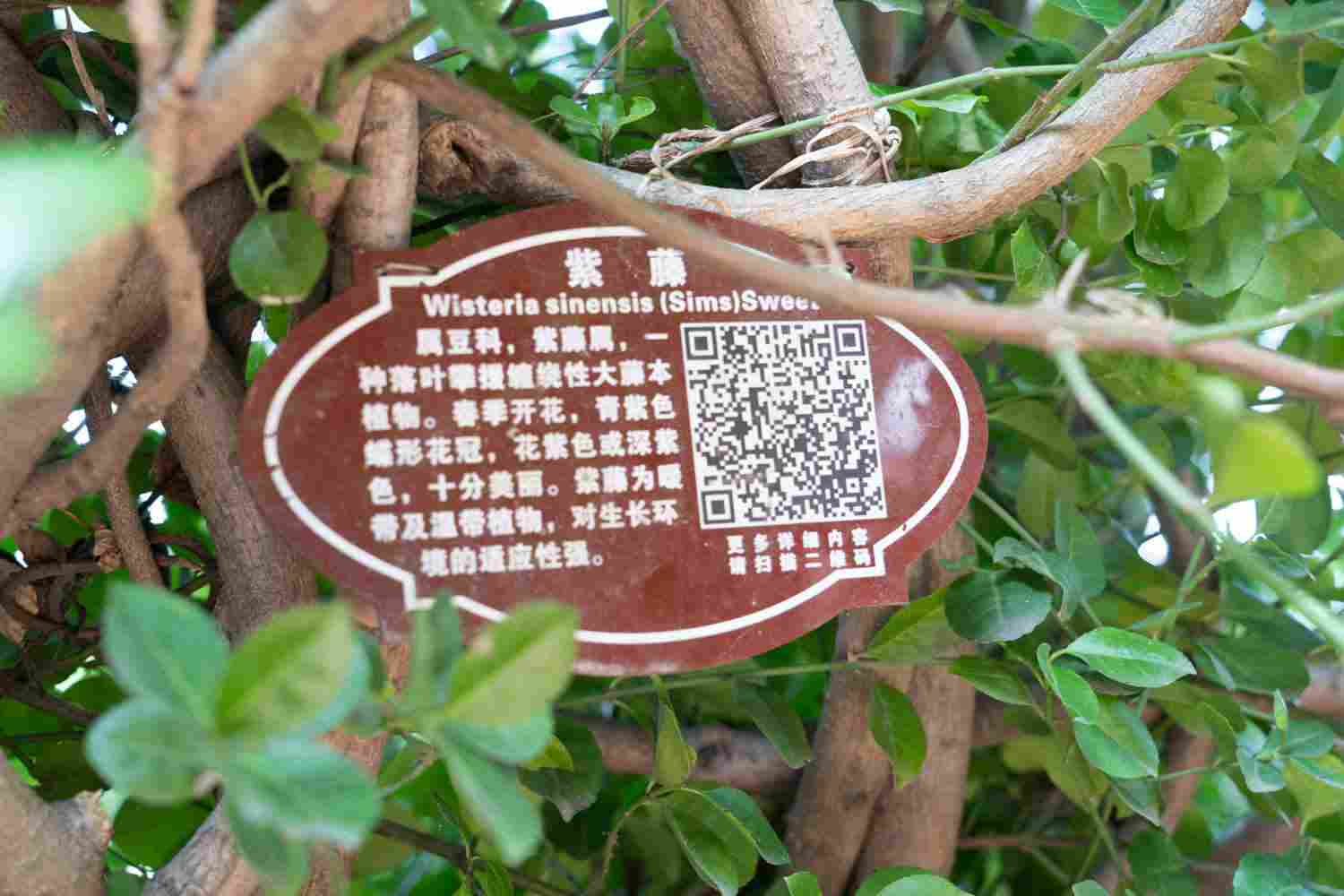 垂坠的心，摇曳不停——紫藤花盆景