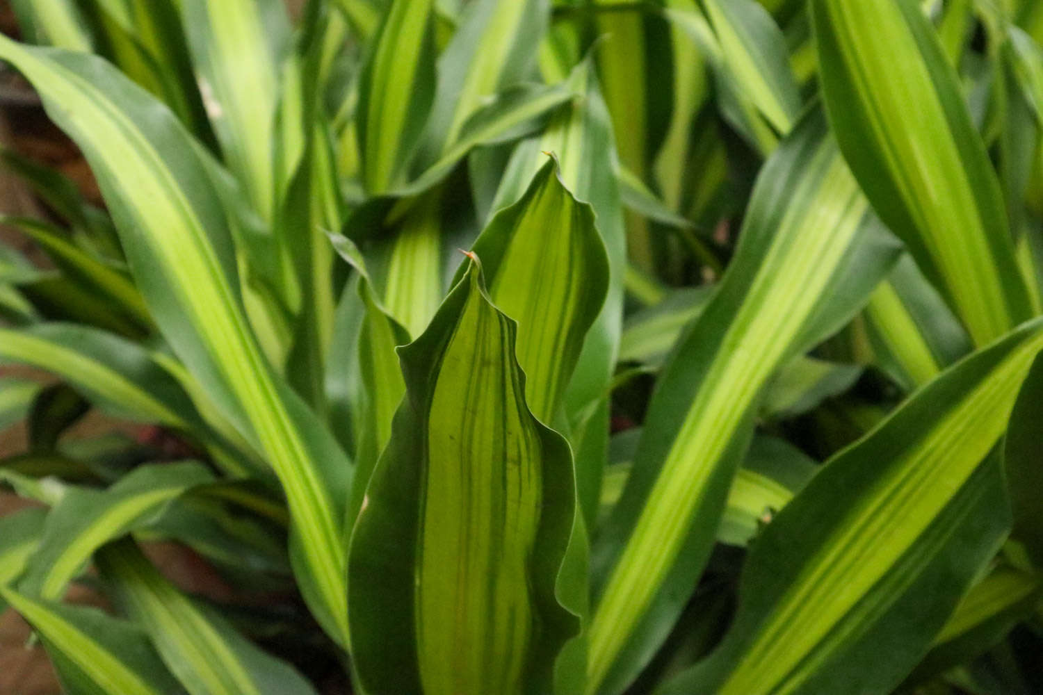 巴西铁：办公室中可大可小的绿色盆栽