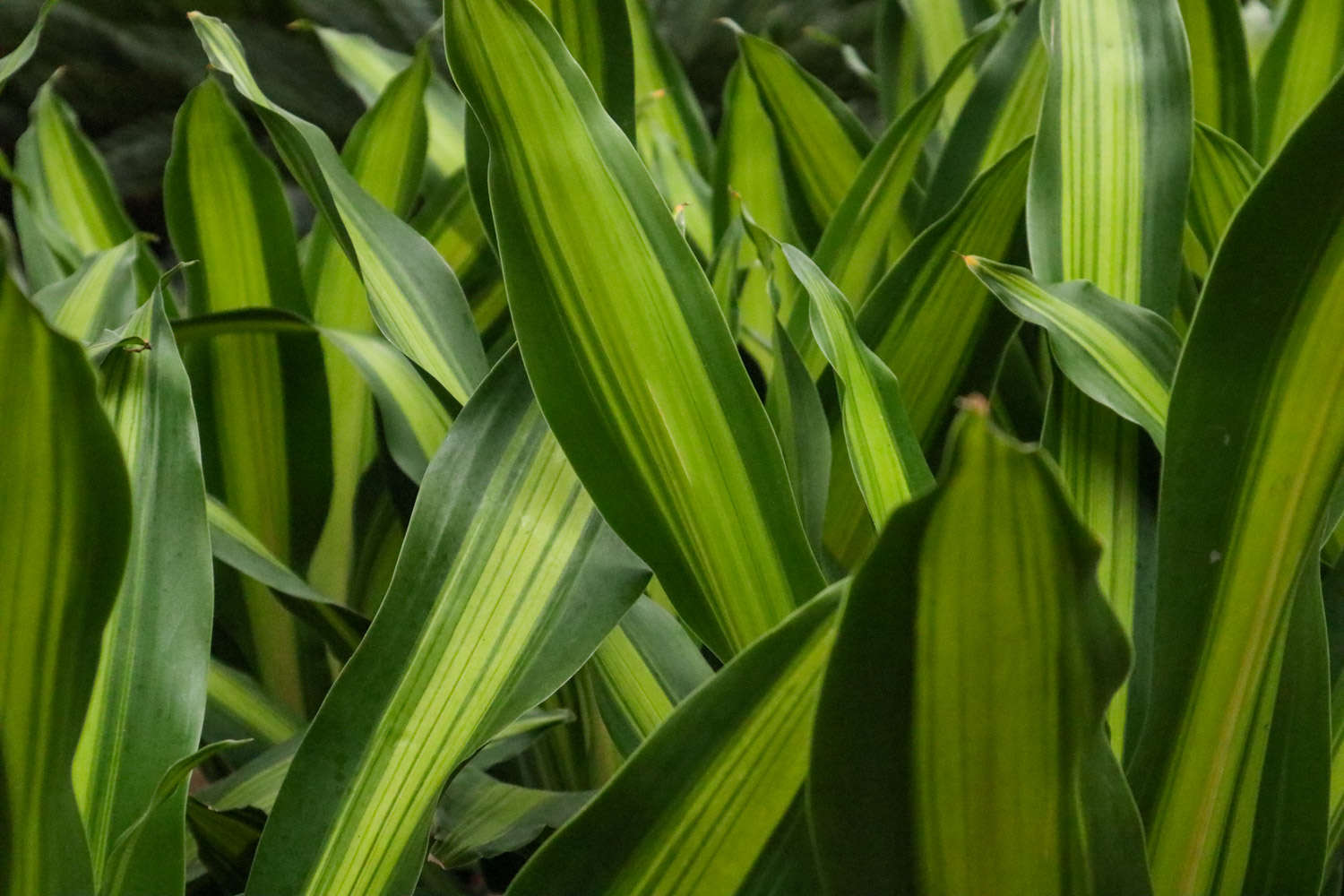 巴西铁观叶植物中的新星