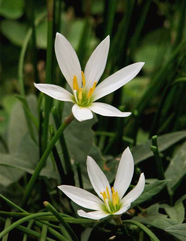 洁白优雅的韭菜莲