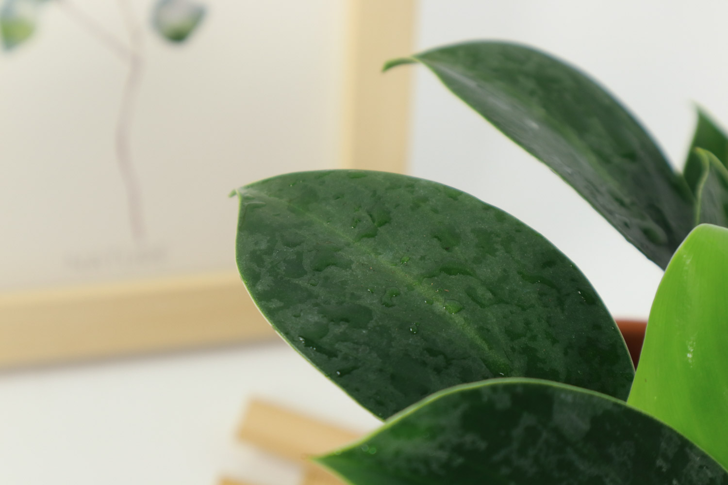 人酬金钻秀，我赠紫阳新