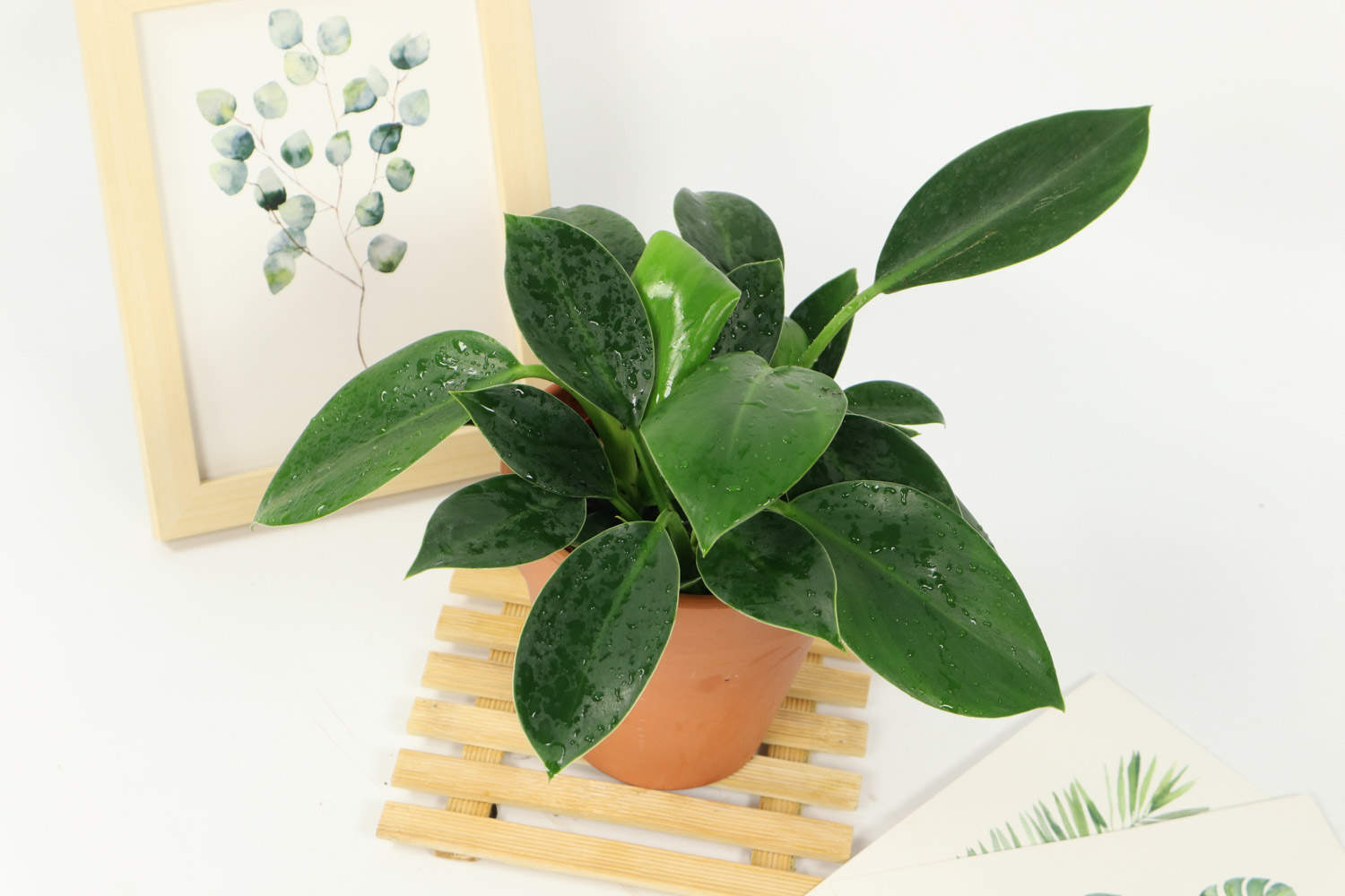 桌子上盆栽金钻