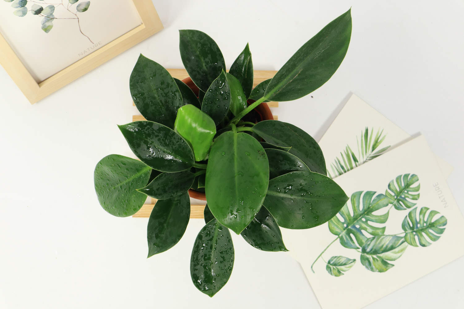 窗台一角，金钻茁壮成长