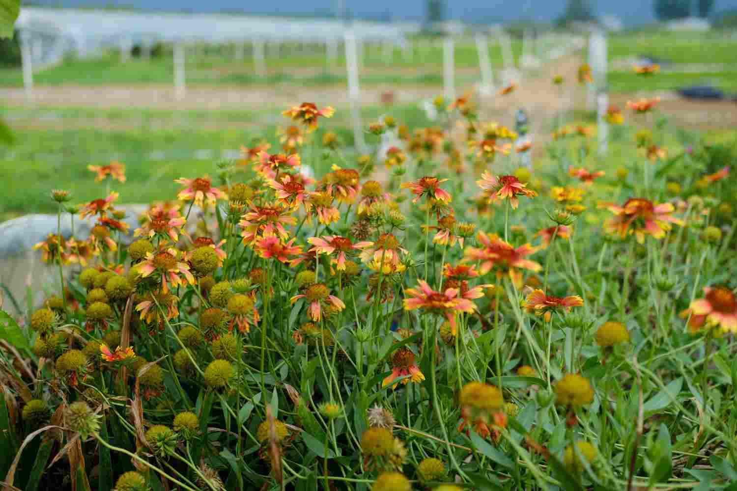 此菊只应天上有——天人菊