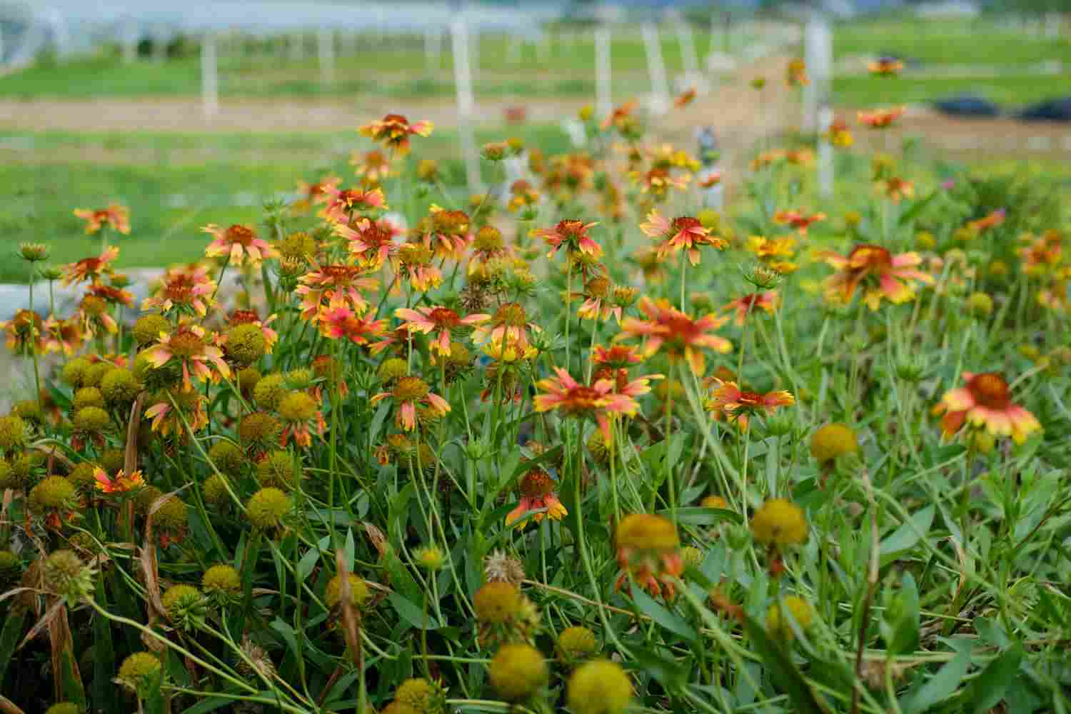 此菊只应天上有——天人菊