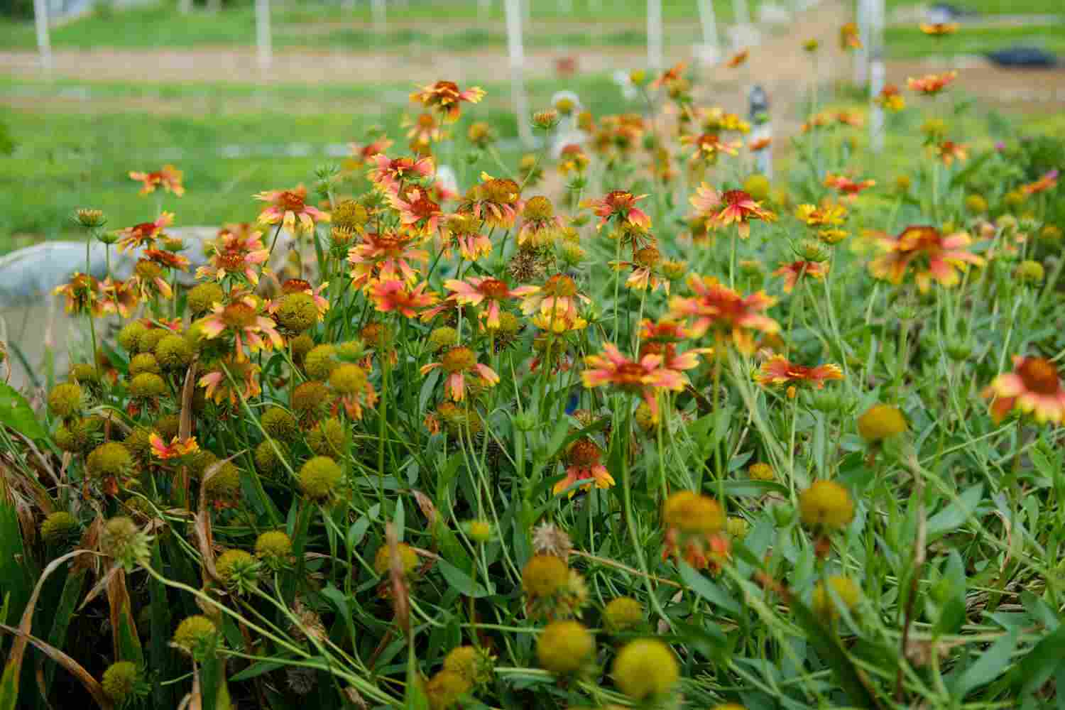 热烈火辣的天人菊