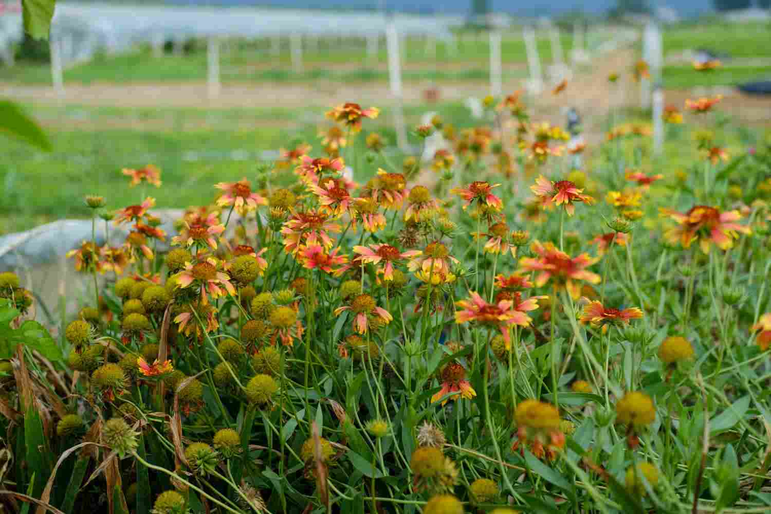 一株原生态的天人菊