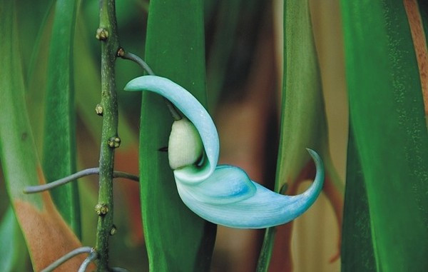 碧玉藤美图欣赏