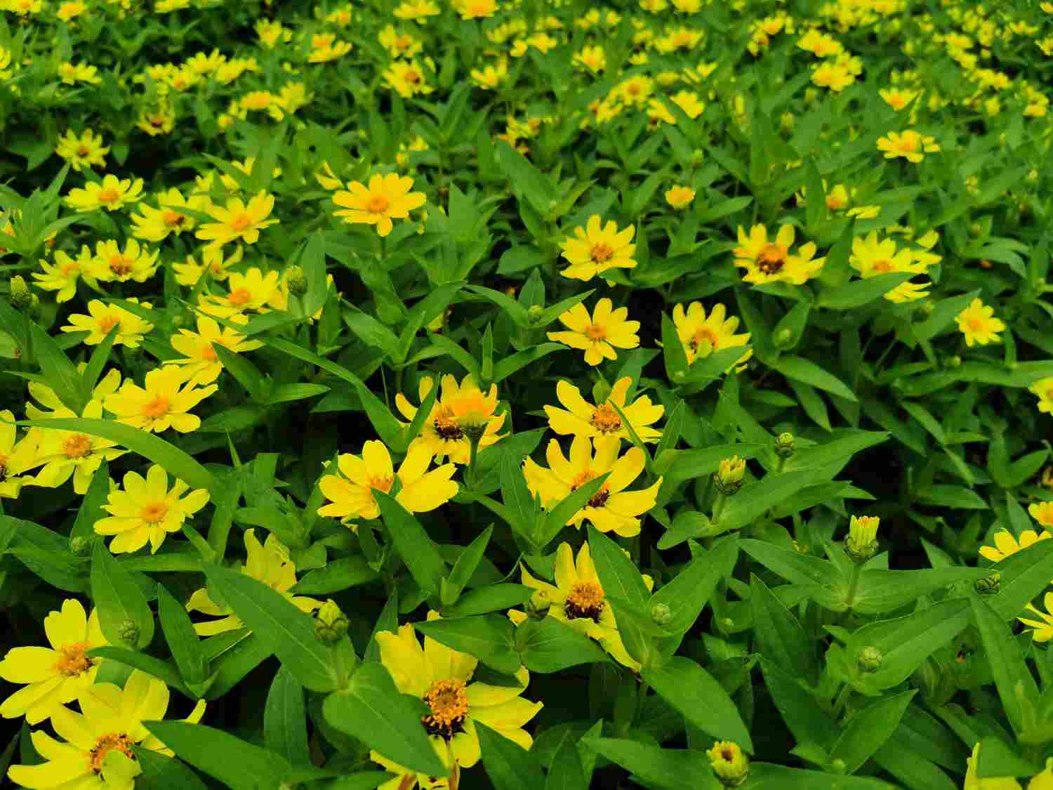 皇帝菊：我想静静