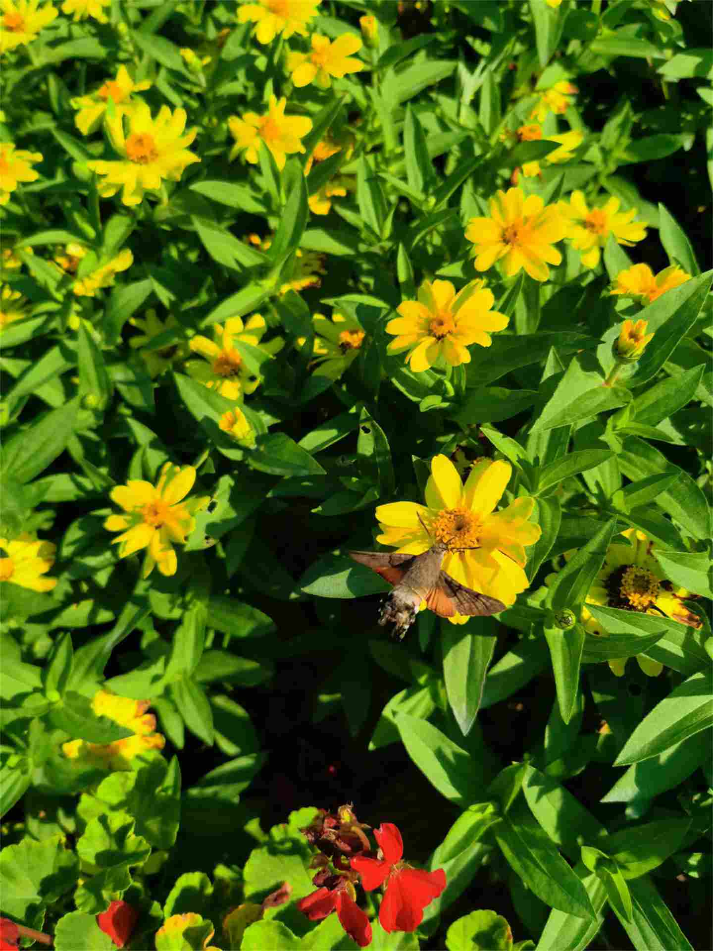 皇帝菊专宠小白娥